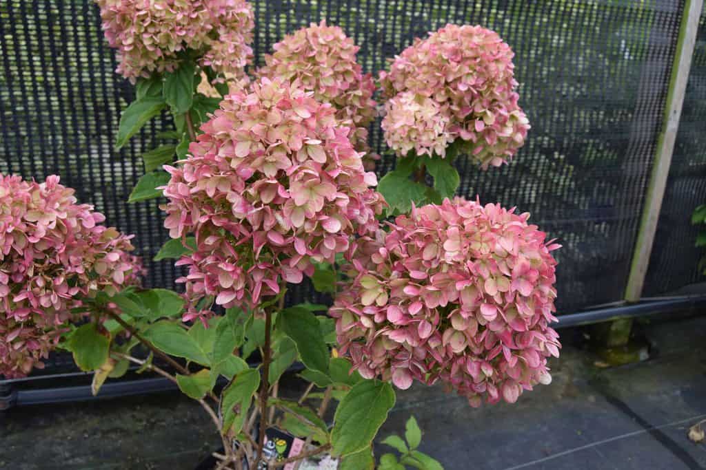 Hydrangea paniculata 'Jane' ® ---